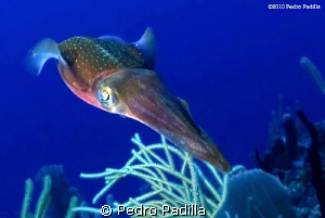 Squid in blue ocean. Nikon D80 with 15mm lens 2 ikelite D... by Pedro Padilla 